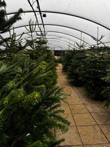 Last Remaining Cut Nordmann Fir Christmas Tree