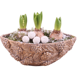 Long Bowl Hyacinth Arrangement