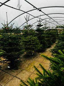 Last Remaining Cut Nordmann Fir Christmas Tree