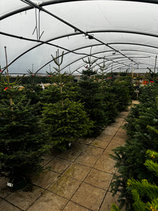 Last Remaining Cut Nordmann Fir Christmas Tree