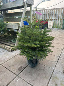 3FT Potted Nordmann Fir Christmas Tree