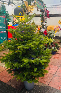 5FT Potted Nordmann Fir Christmas Tree with 200 Battery Lights