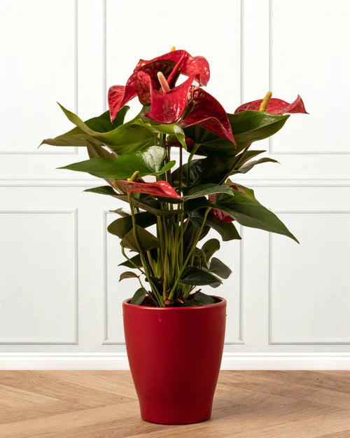 Large Red Anthurium in Red Pot