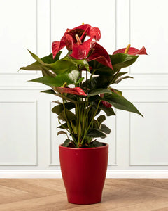 Large Red Anthurium in Red Pot