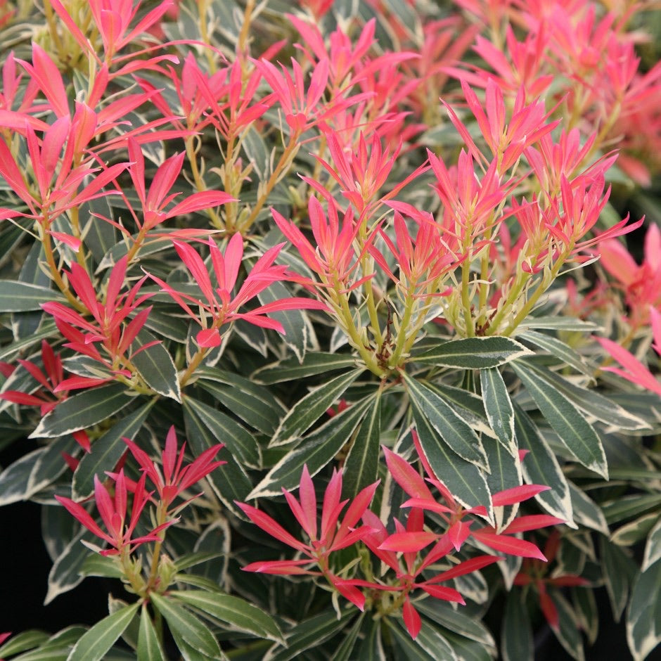 Pieris Flaming Silver