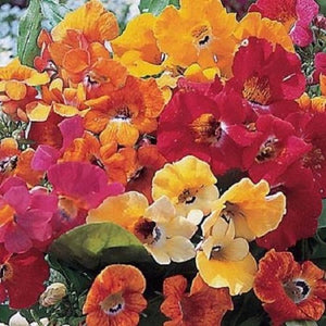 Nemesia Carnival Mix