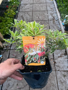 Pieris Flaming Silver