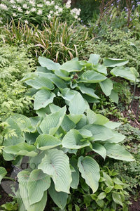 Hosta Sieboldiana Elegans